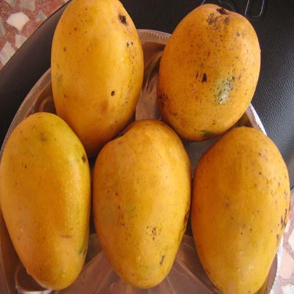 308-3083470_food-mango-hd-wallpaper-mango-fruit_copy.jpg